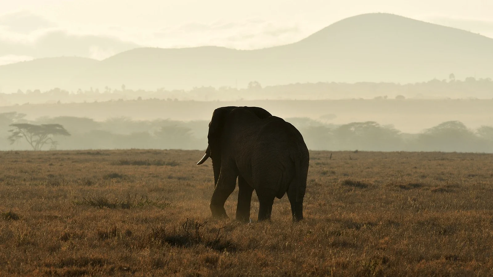 Wildlife Tourism With Purpose: How Families Can Choose Responsible Experiences