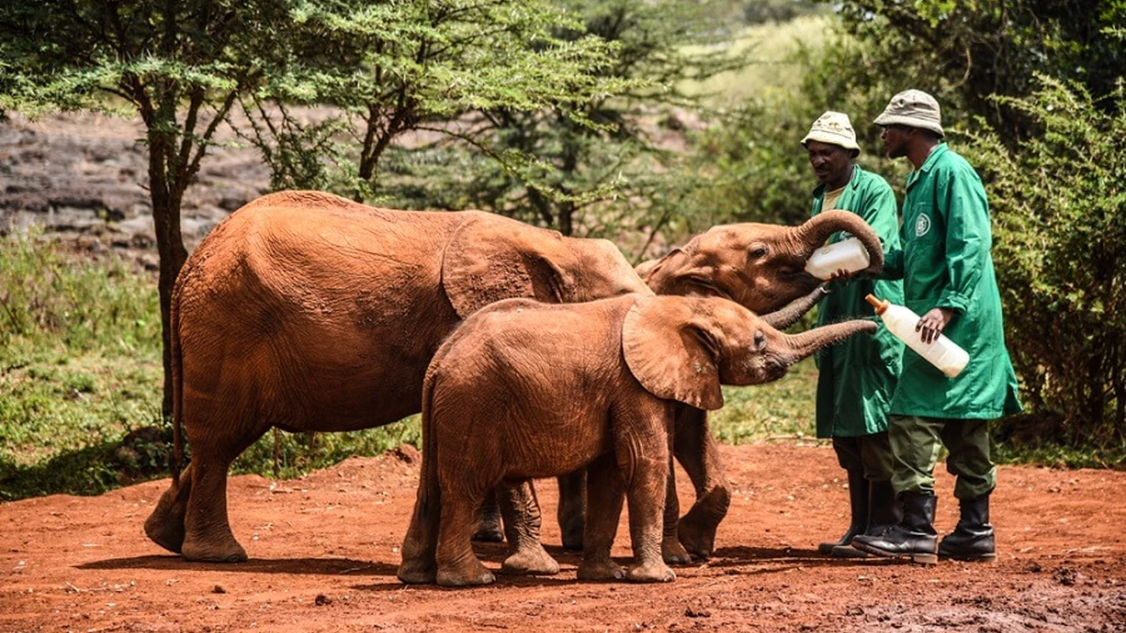 Wildlife Travel With Purpose: Choosing Responsible Experiences